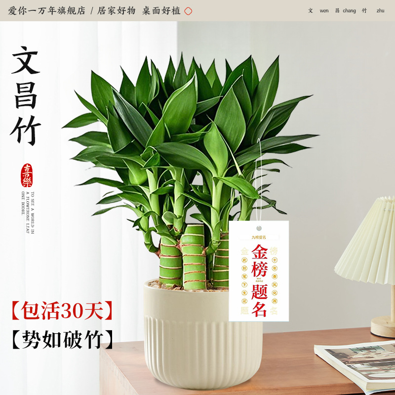 [호평율 100%] 원창대나무 4개 + 북유럽 벨트 세면대 + 골드리스트 태그(포장석 + 영양액 포함) 애완동물