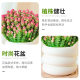 Money String Potted Succulent Plant Prosperous Multi-Headed Money String Indoor Desktop Green Plant Fine Succulent Large Old Pile