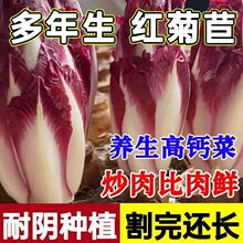 紫玉兰菜种子高钙红菊苣软化菊苣玉兰菜四季阳台盆栽蔬菜种子大全