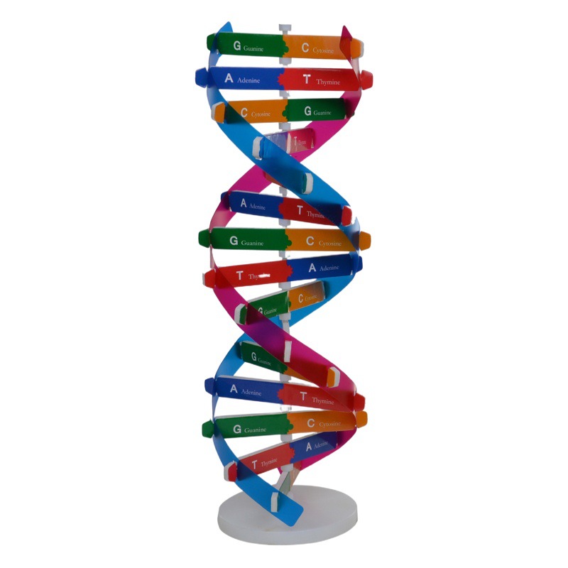Gen humano ADN modelo espiral Tecnología pequeña producción DIY ciencia biológica experimento equipo popular ciencia material didáctico