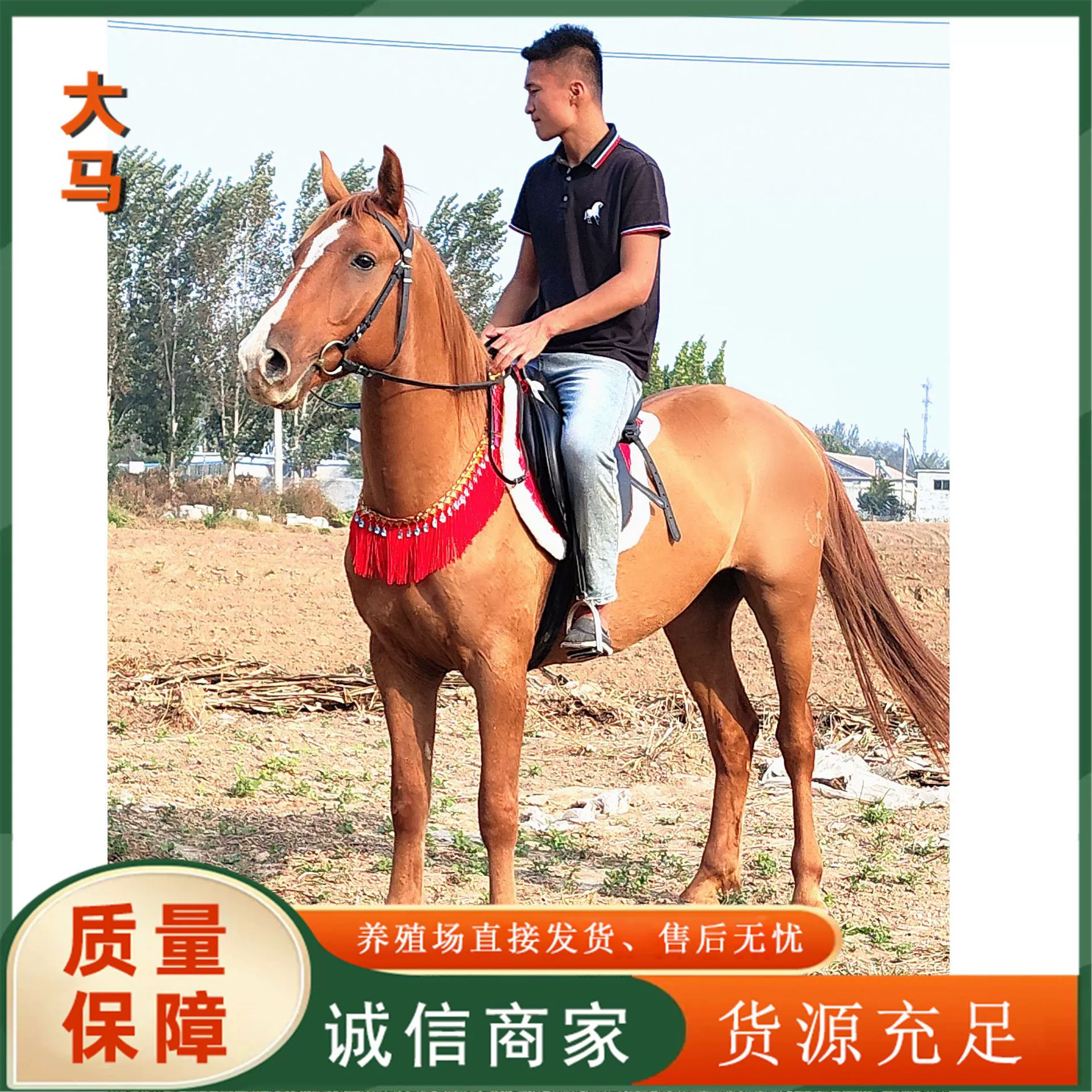 Подходит для верховой езды породы лошадей Монгольская лошадь арабская лошадь Yili лошадь настоящая лошадь Живой лошадь жеребенок производитель поставляет