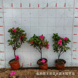 石岩杜鹃花苗公园街道绿化  厂区别墅景观石岩杜鹃树苗绿篱种植