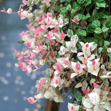 �����~�jʯ��������پGֲ�k���҃����滨������ֲ����B�͟��ͺ�