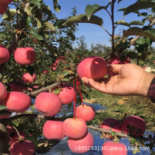 �u�Ĺ��|��С�O���\�������O������ͥԺ���Ե��ԷNֲ����Y������