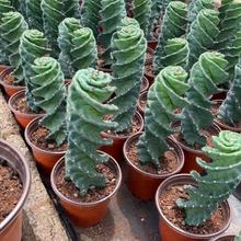 龙卷风螺旋柱仙人掌科龟甲瓣仙人球多肉植物盆栽仙人柱擎天柱有根