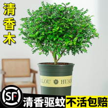 防蚊植物清香胡椒木盆栽绿植室内外花卉阳台易活庭院子神器办公室