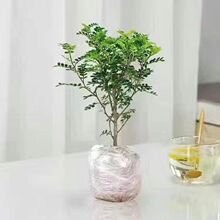 清香胡椒木盆栽驱蚊植物四季常青室内盆景吸甲醛净化空气好养易活