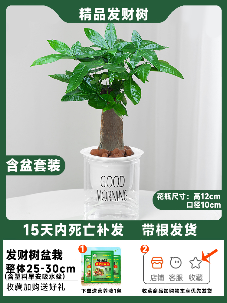 [냄비포함] 단극머니나무 + 영양액이 담긴 모닝냄비