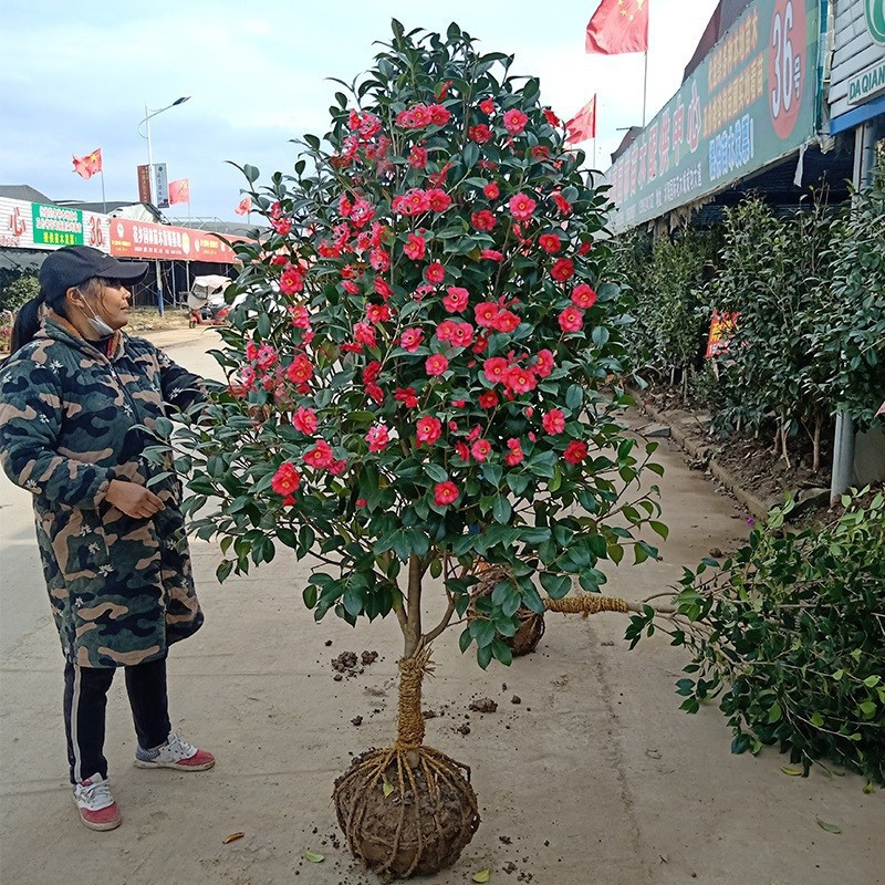 一件代发庭院耐寒山茶花冬季四季常青花卉耐冬茶花楼顶耐冻大型树