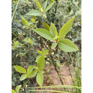 �V����ș��ɽ�n�� ɽ�u�� ľ����ɽ�n��Ұ����ɽ�������rș��