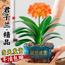 君子兰盆栽老苗带花苞四季常绿好养活多肉花卉易活净化绿植物室内
