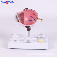 ��������ģ�;�״����ǲ������ҽ���ۿƽ�ѧҽ����ͨʵѵ�̾�