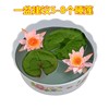 Mini Water Lily with Flowers Black Black Beauty Family Potted Hydroponic Plants Four Seasons Flower Bowl Lotus Root Block