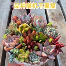 多肉批发植物品种带盆带土小萌肉绿植小盆栽新手试养福袋一件代发