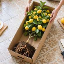 ��ˮ���ʘ����Ԏ����Ϙ������ʳ�ý�۹�����ͥԺ�҃����ļ��Y��