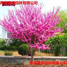 GGMltͥԺ_ֲﻨܾGľG