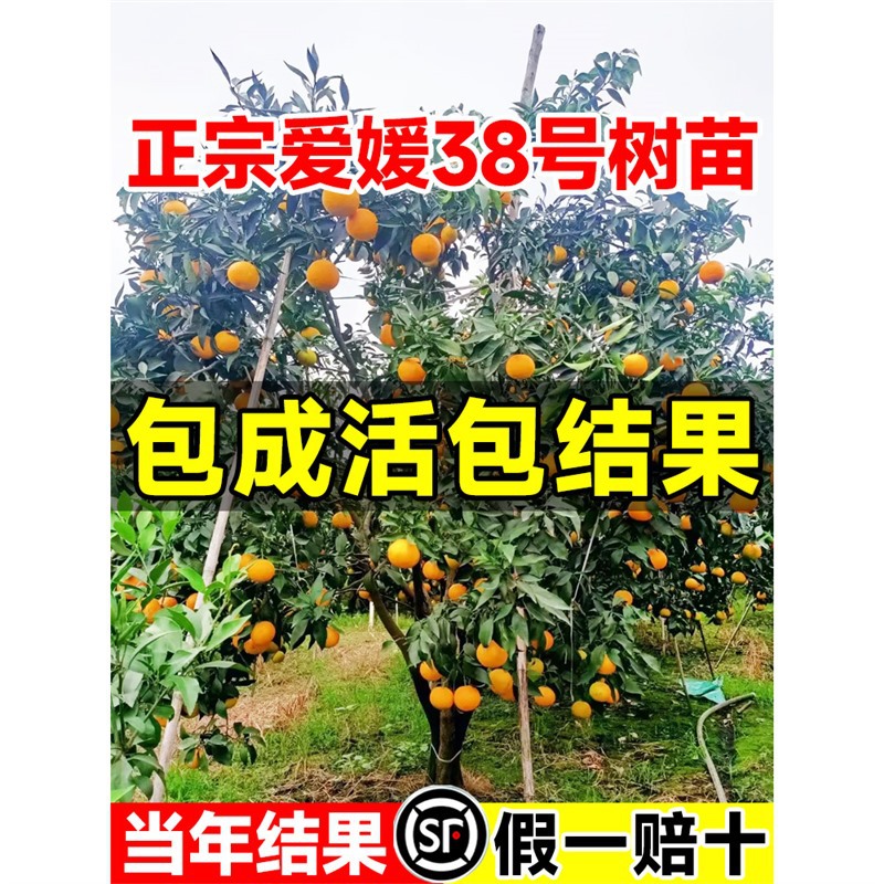爱媛38号树苗果冻橙子树苗橘子象山红美人桔子嫁接果苗当年结果
