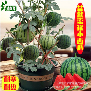 �۹�С���ϷN��С���ϷN���ļ��̨�Nֲ�������ϷN�Ӵ�ȫ