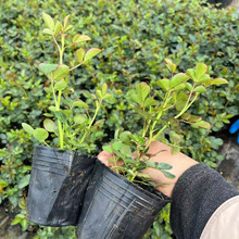 月季花苗盆栽玫瑰小苗四季开花带花苞特大花卉爬藤室内外阳台蔷薇