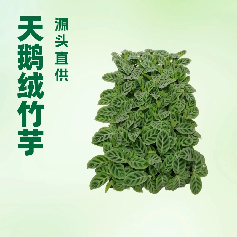 Производитель поставляет комнатные зеленые растения, популярный зеленый растенийодаритель (green-backed velvet arrowroot), высокий спрос, оптовая продажа саженцев садовых цветов