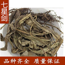 七星剑 金桃叶 瓦韦 七叶星 七星草 包邮