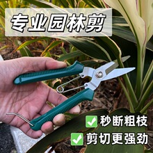 ժ����@ˇ������֦��ժˮ���߲˻���������֦��÷�����SƤ����