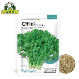 耐热四季小叶香菜种子农家芫荽种籽苗阳台盆栽大叶蔬菜种孑大全