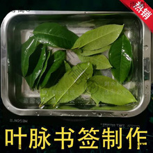 ��Ҷ��ǩdiy���� Ҷ����ǩ�������ƷҶ����ǩ����Һ�༶���Ż