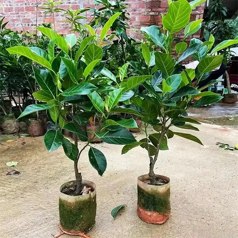 菠萝蜜树树苗嫁接印尼红肉泰国干苞海南四季榴莲蜜木菠萝蜜果树苗