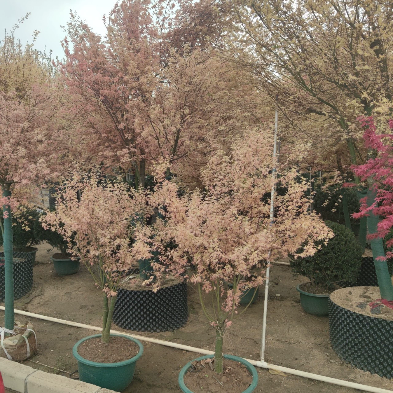 2404 питомник поставляет импортные сорта