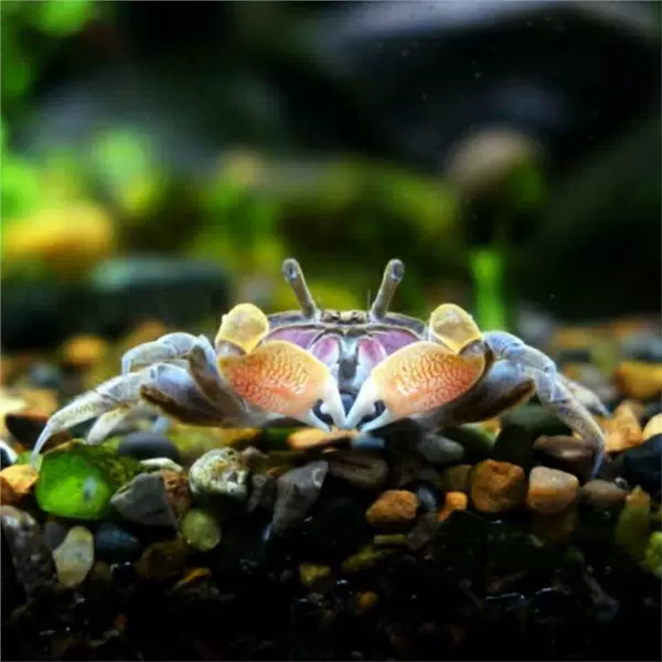 Red Claw Chili Crab 2 get 1 free and 3 spare parts
