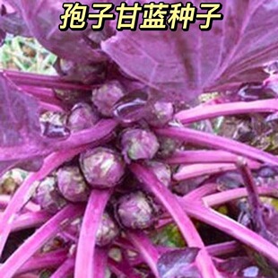 ��ɫ���Ӹ��{�N�ӾGɫ���{�N����ɫ���Ӹ��{�N�Ӵ����ļ��߲˷N��