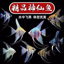 �����߲������~���w�^�p�~���~�����t�^����ī��С���~���ײͰ��]