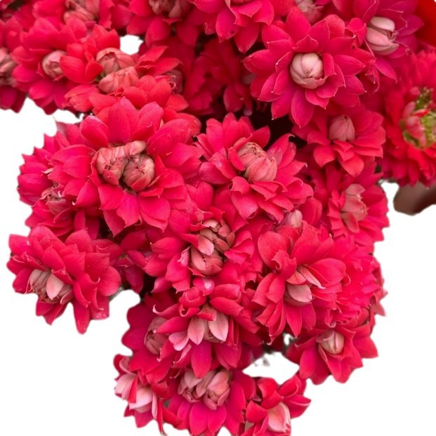 Semillas de flores de larga vida, plantas en maceta en el balcón interior y exterior, flores fáciles de vivir, semillas de flores silvestres en todas las estaciones