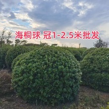 海桐球 基地大量 海桐花球树苗植物海桐大杯苗海桐绿篱球形海桐球