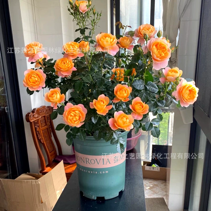 Сок Балкон Китайская Роза Рассада цветка с бутоном цветка в горшке Четыре сезона Цветущая Роза Очень большой цветочный двор Балкон Цветочное растение