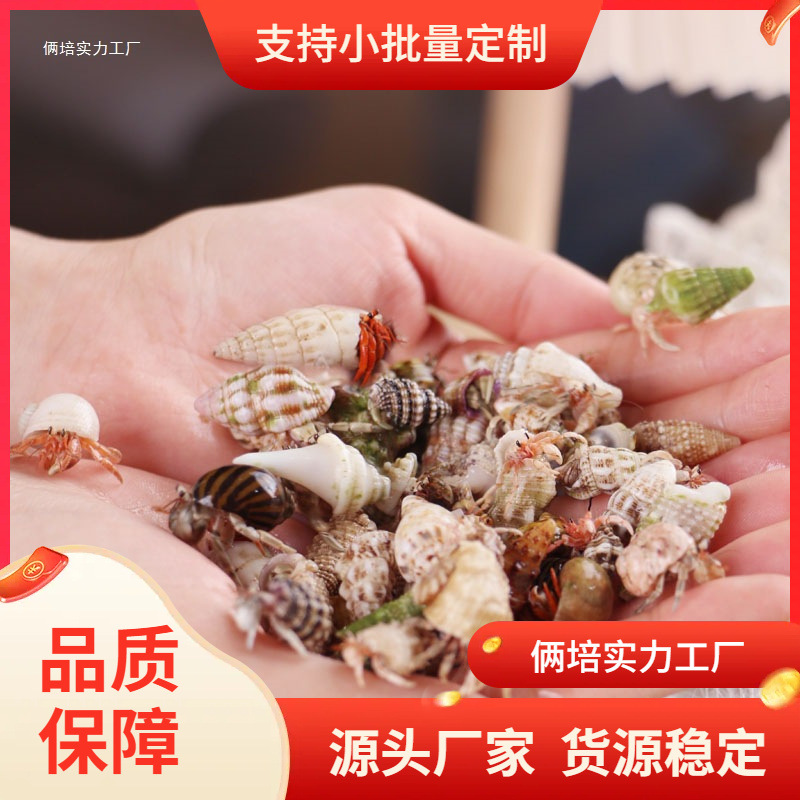 可爱豆丁寄居蟹～新手饲养套餐套装饲养盒 陆生桌面萌宠儿童礼物