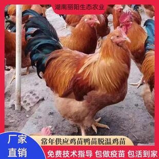 �`ɽ��4�u����u���t���u���������_���u��ɽ�u���r�����B�u��1