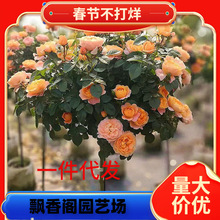 �䘶�¼������ǻ����ش󻨝������Թ�֭�̨õ���ļ��_���ͺ�����