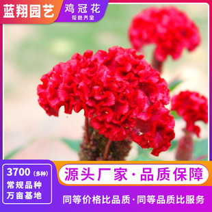 �u�ڻ��N���������l���^�G���̨���Ի����̼�ͥ�^�p�Gֲ���ܷN��