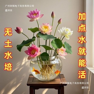 ��ɏ�N�߲������ɫˮ�໨��ˮ�B�ļ�ɏ���ɻ��Nɏź�Gֲˮ��ɏ��