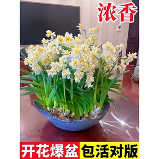 ����ˮ�ɻ���N��ˮ�B�����ͺ�����ֲ���҃Ȼ��Gֲˮ����B������