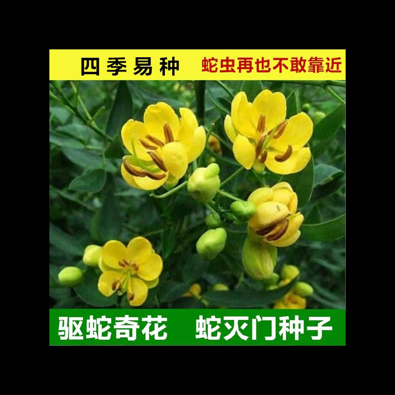 Семена для уничтожения змей, семена дикой кассии, семена травы отпугивающей змей, семена для уничтожения змей от дикой травы феникса, отпугивающие комаров