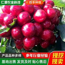 ����ֱ�������� ܇���Ә��� �Ϸ������Nֲ����ͥԺ���䰫��������