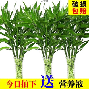 ���F���F��ˮ��ˮ�B�Gֲ�͏d�҃ȼ���G�����l���Q���l����朏S