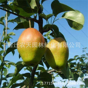 �S����������ּt������O�������Ϸ������NֲͥԺ���Ե���ˮ����