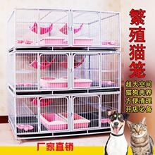鹦鹉训练小技巧：从新手到高手的进阶之路