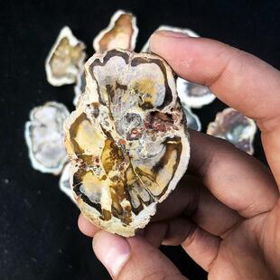 ����Ȼ�軯ľ�仯����Ƭ������ֲ�ﻯʯdiy����ԭʯľ�y�[�����|