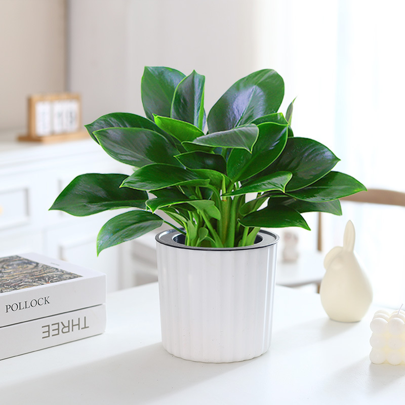 금다이아몬드 3개 + 흰색 세로무늬 세면대 중형 + 영양액