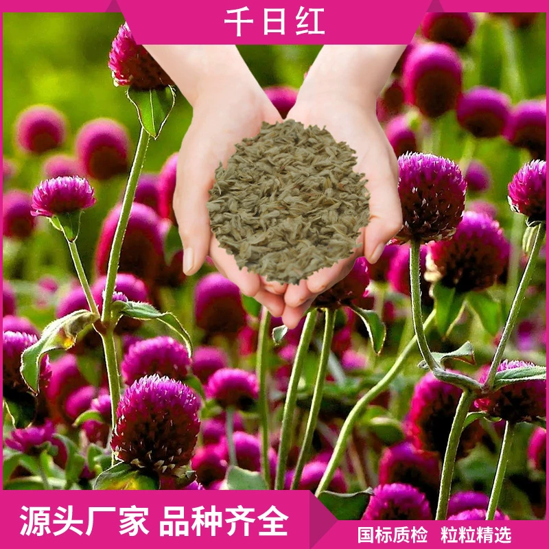 Семена цветов тысяча дней красные цветы цветок наземный Пейзаж зеленые цветы цветочная клумба в горшке фиолетовые семена